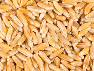 Trigo de alta proteína